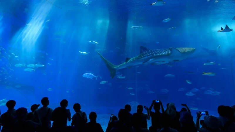 沖繩北部包車一日遊｜美麗海水族館・古宇利島・萬座毛